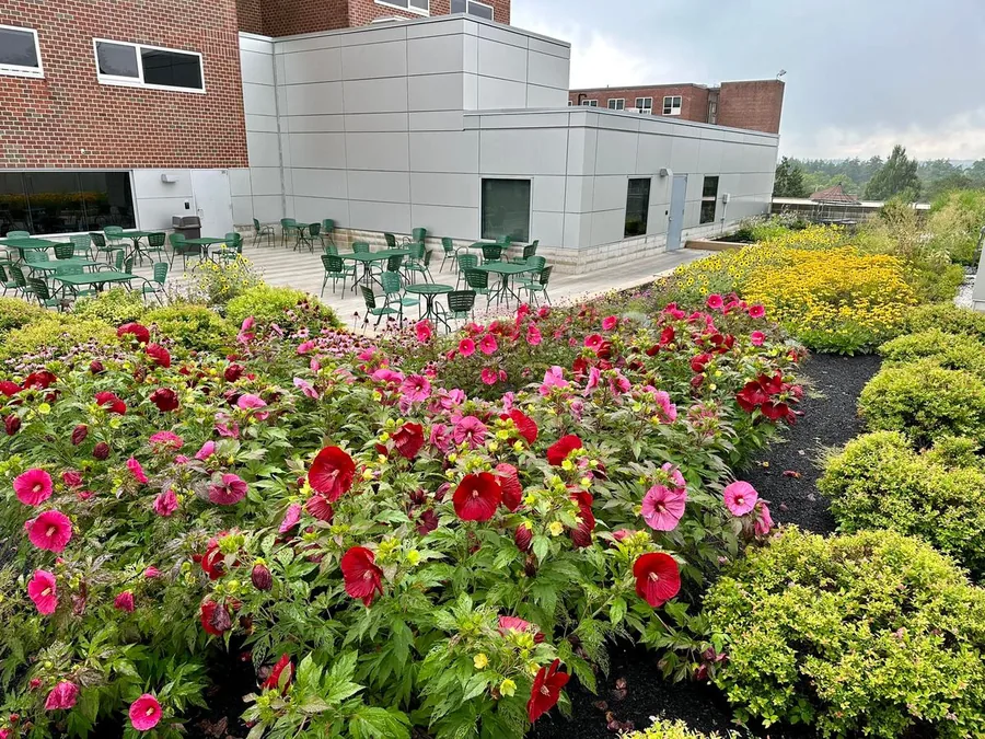 Fresh mulch installation in garden beds in central New Hampshire
